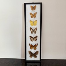 Vintage Art 7 Butterfly Collection Framed Taxidermy Display Mounted Home Decor picture