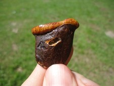 BEYOND RARE MENOCERAS TOOTH FLORIDA FOSSILS ICE AGE EXTINCT JAW BONE SKULL TEETH picture