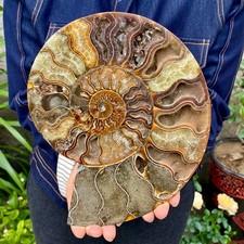 2.44LB Natural Fossil Snail Agate Fancy Cabochon Gemstones picture
