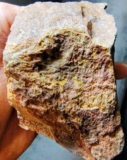 Utah Dinosaur Agatized Fossil - 1 Lb. 13 Oz. - 5