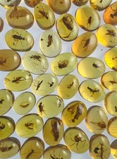 Burmite Amber from the Age of Dinosaurs: 57 Oval Cabochons with Inclusions picture