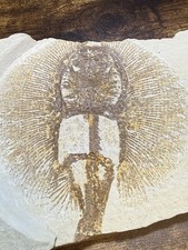 Fossil: Juvenile Stingray (Asterotrygon sp.) Green River Formation, Kemmerer, WY picture