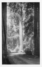Postcard CA: Avenue of Giant Redwood Trees, California B&W Photo picture