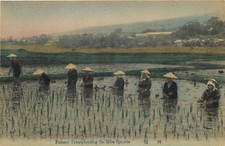 Vintage Japan Rice Farmers Transplanting Sprouts Postcard Japanese Agriculture picture