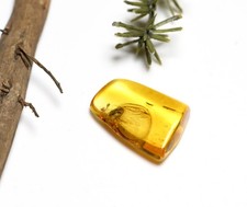 Carabidae Lebiini (Ground Beetle), Fossil Insect Inclusion in Baltic Amber picture