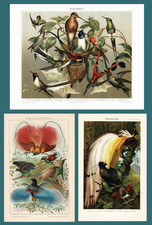 Set of 3 Antique Chromolithographs Hummingbirds Birds of Paradise c. 1895 picture