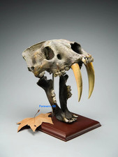 1:1 Smilodon Saber-Tooth Tiger Skull Resin Fossil Replica Model Collection picture