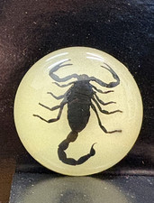 Real Black Scorpion - Resin Paperweight Half Dome Glow In Dark picture