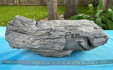 Texas Petrified Wood 23x8 Large Rare Near Full Round Log Brazos County Fossil picture