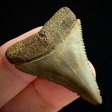 Great White Shark Tooth 1.53