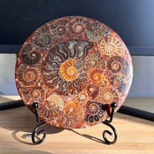Top Natural Ammonite Disc Fossil Conch Specimen Healing +Stand 1PC picture