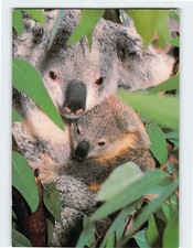 Postcard Queensland Koala San Diego Zoo San Diego California USA picture