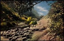 Postcard Herd of Sheep Trekking through Provo Canyon, UT  Chrome picture