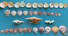 Collection of 39 South Australia & Queensland Sea Shells. Located In USA. picture