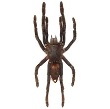 Haplopelma minax SPREAD tarantula Thailand PACKAGED picture