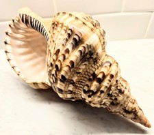 Rare Triton Trumpet Sea Shell Charonia Tritonis Seashell Pacific Large 11