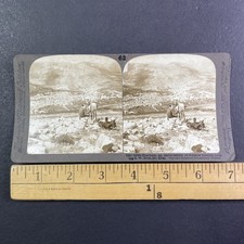 Shechem Israel Palestine Stereoview Underwood & Underwood c1899 Curved Mount picture