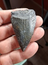  BIG Florida GREAT WHITE TOOTH  Oddity Venice Florida DIGESTED TOOTH👀👀👀 2.56 picture
