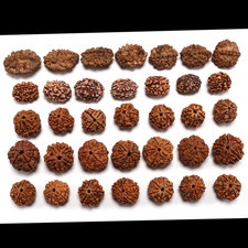 Set 35 Pcs Natural Rudraksha Java Beads 2,3,4,5,6 Mukhi Genuine (7 Pcs Of Each) picture