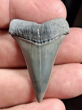 Extinct Lesser Great White Mako Hastalis From Venice Fl Golden Beach 1.71 picture