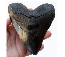 5.5 Inch Megalodon Tooth Black With Serrations new... picture
