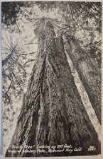 Vintage Postcard RPPC Trinity Tree Redwood Highway CA Zan Photo  AA115 picture