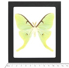 Actias luna REAL FRAMED GREEN NORTH AMERICAN LUNESTA MOTH picture