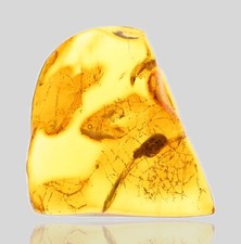 Carabidae Lebiini (Ground Beetle), Fossil Insect Inclusions in Baltic Amber picture