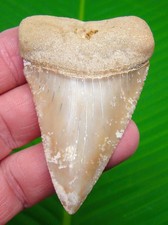 2.83” MONSTER Chilean GREAT WHITE Shark Tooth Real Fossil - Natural Chile picture