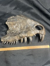 Rare  Partial Fossil Dimetrodon Skull  Permian Age From Lake Kemp Texas picture