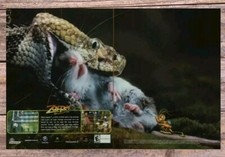 Zapper PS2 2002 Print Ad/Poster Official Video Game Promo Art Snake Eating Mouse picture