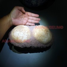PAIR DOUBLE JURASSIC WORLD Shunosaurus SAUROPOD Lizards Dinosaur Egg Nest Fossil picture