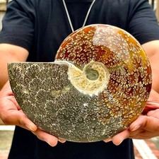 2.66LB Rare natural polished Natural conch fossil specimens of Madagascar picture