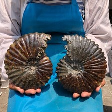 2pc4.79LB Large Natural Beautiful Ammonite Fossil Conch Crystal Specimen Healing picture