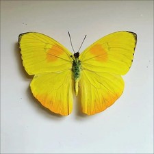 3 Real Yellow Butterfly Specimens Spread Wings A1/A- Removable DIY Display picture