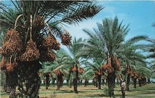 Postcard AZ: Date Groves, Palm Trees with Ripening Clusters, Arizona picture