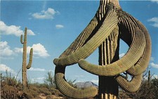 Postcard AZ: Guardians of the Desert, Crested Saguaro Cactus, Arizona picture
