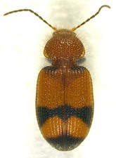 Ground Beetle: Panagaeus fasciatus (Carabidae) USA Coleoptera Insect Specimen picture