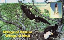 Postcard Vintage(1) FL,KennedySpaceCtr,Wings of Nature/Wings of Man C38050 UP889 picture
