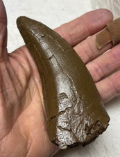 T-Rex dinosaur tooth fossil  replica 5