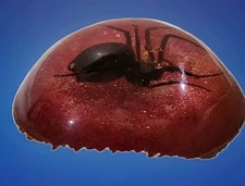 Rare Vintage Entomology Insect Specimen Large Spider Acrylic Resin Paperweight picture