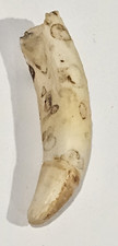 Alligator Tooth SW Florida picture