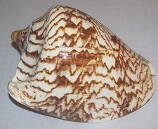 148 mm Cymbiola Aulica Nobilis Volute Seashell From Tanjung Balai , Indonesia picture