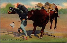 Sharkey the Famous Bucking Bull Rodeo Cowboy Linen Postcard Curteich picture