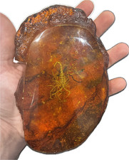 Rare Scorpion Fossil insect inclusion in Amber picture