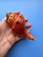 112.8mm | Cymatium pyrum| GIANT size | Nice ORANGE RED color picture