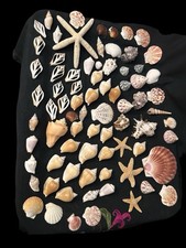 80+ Pcs Sea Shell Natural Assorted Specimens Starfish Scallops Gastropods picture