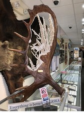 Hand Carved Elk Horn Moose in woods Scene picture