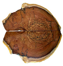 Deschutes Jasper Slabs Polished Butterfly Display Tree Rings Old Stock Oregon picture