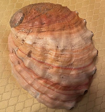 Vintage Large Red Abalone Shell 8